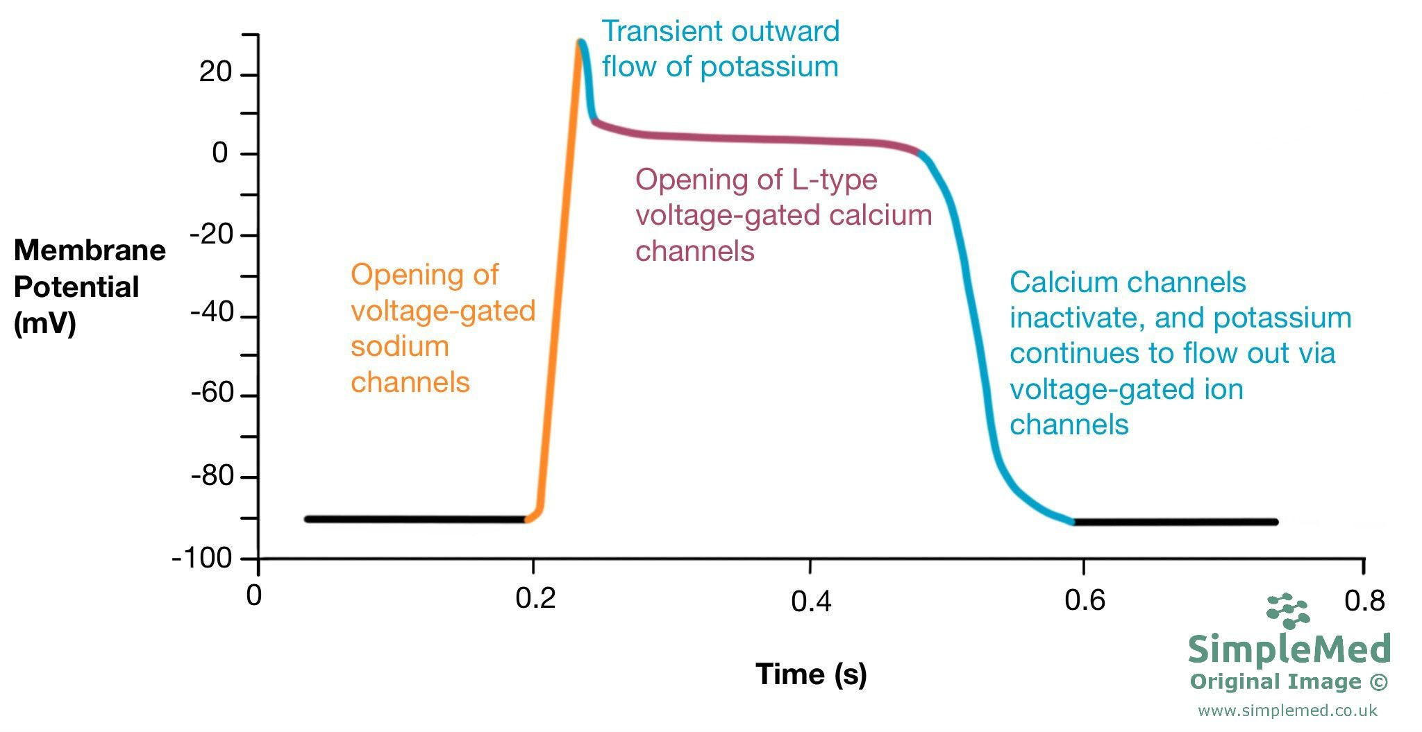 cardiac action potential drugs