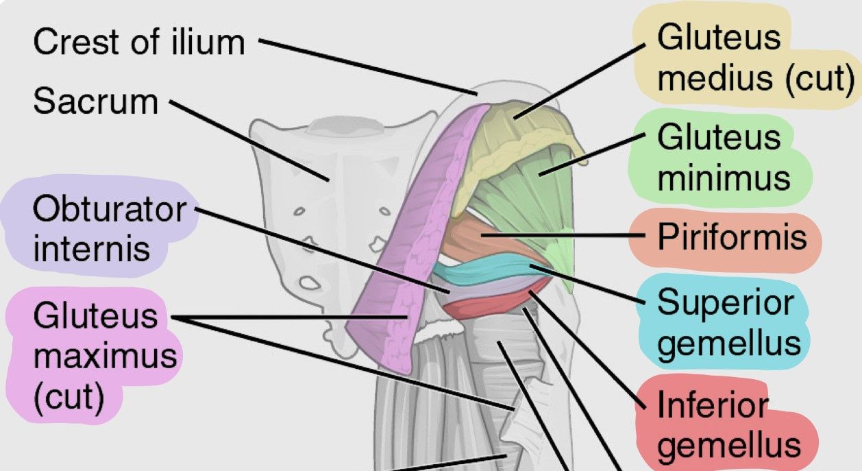 muscles of the gluteal region