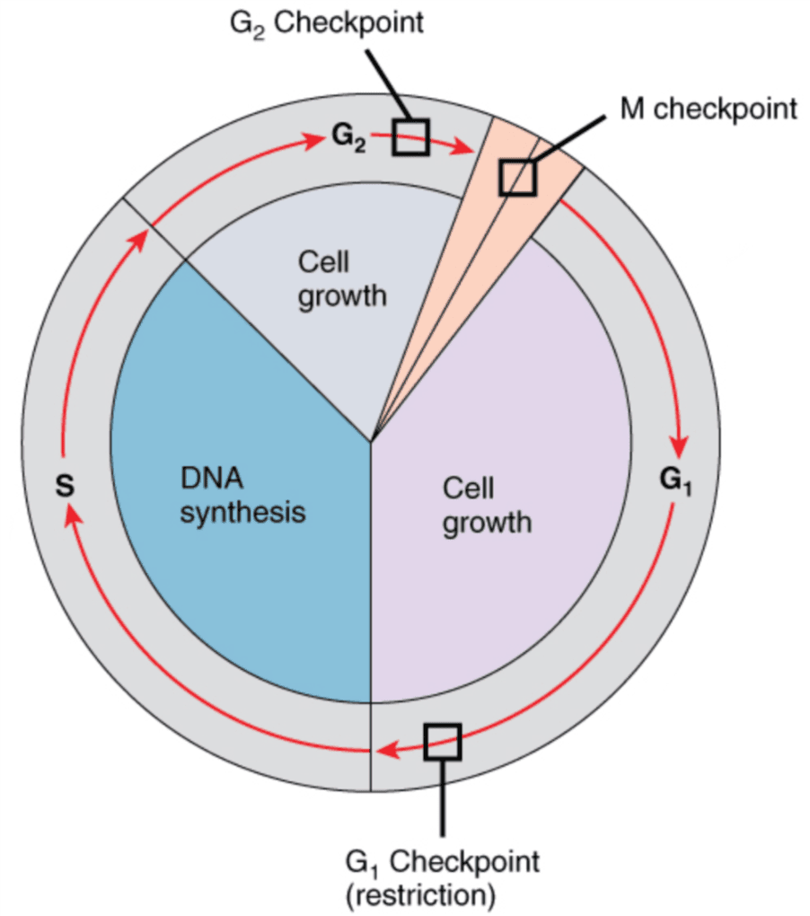 The Cell Cycle SimpleMed