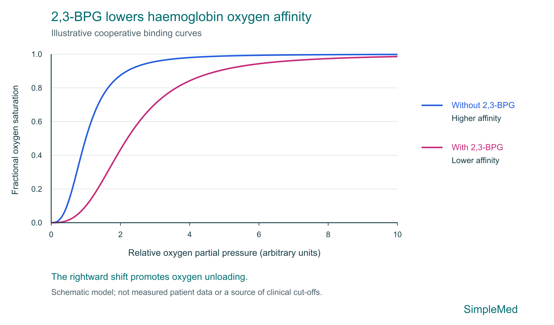 Illustrative cooperative haemoglobin oxygen-binding curves: 2,3-BPG shifts the curve to the right