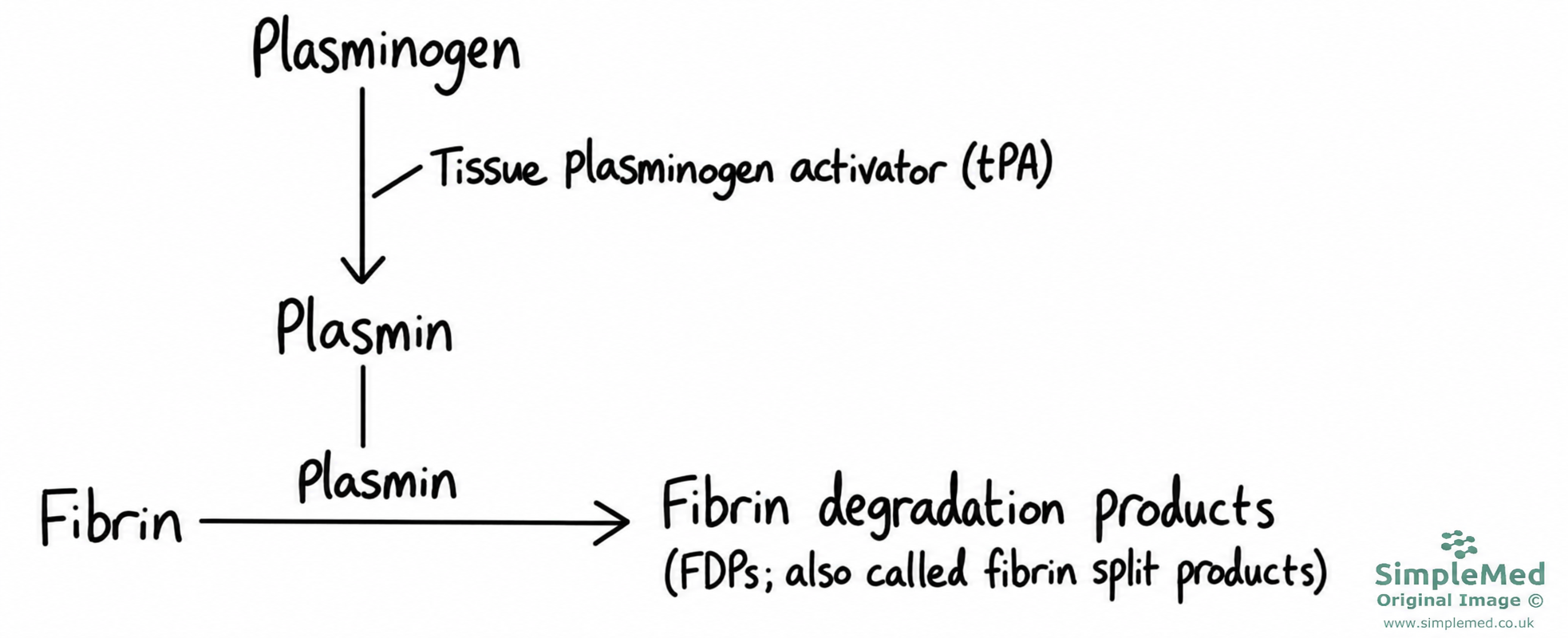 Fibrinolysis: tPA activates plasminogen; plasmin degrades fibrin
