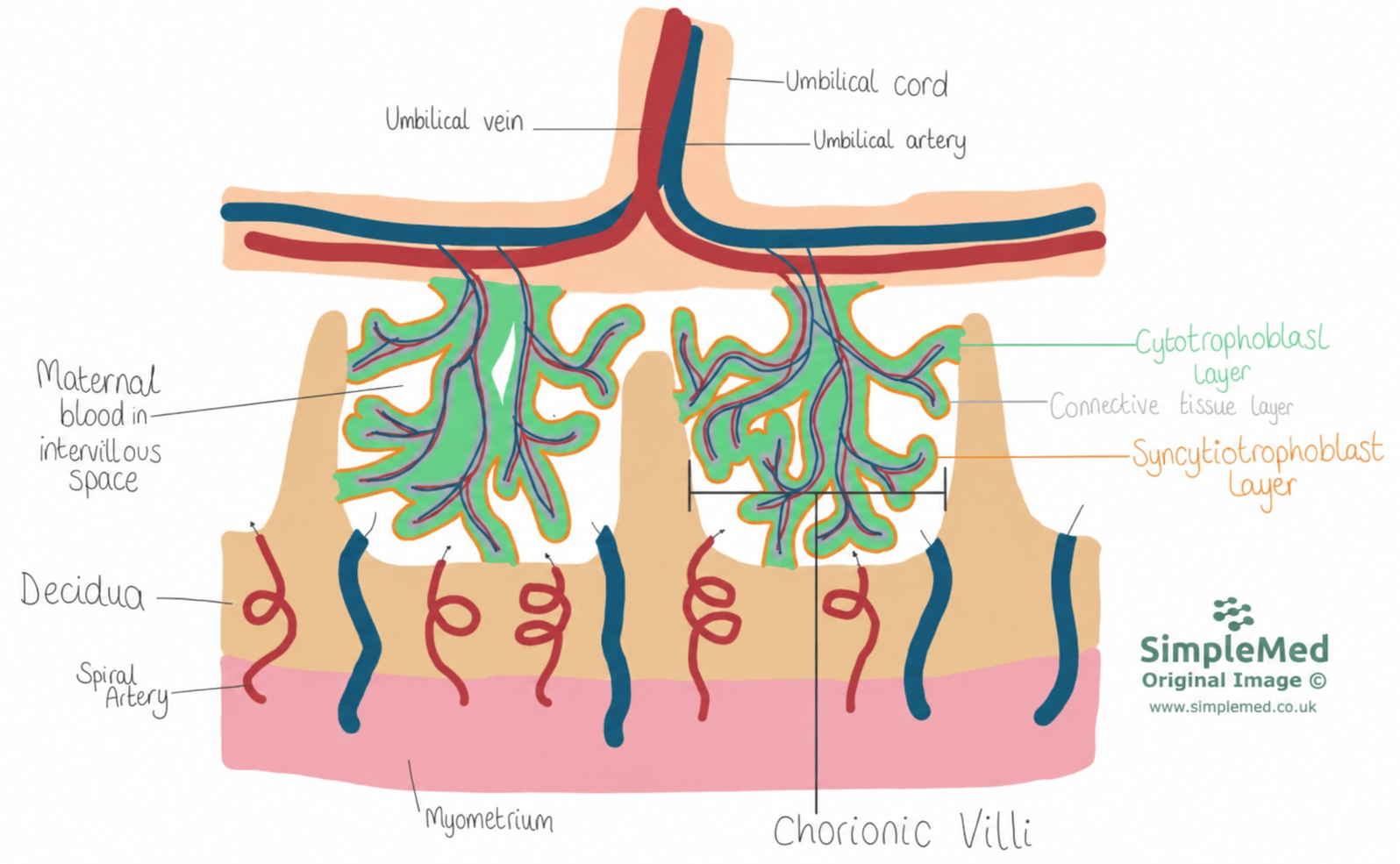 Relationship of Maternal and Fetal Blood SimpleMed