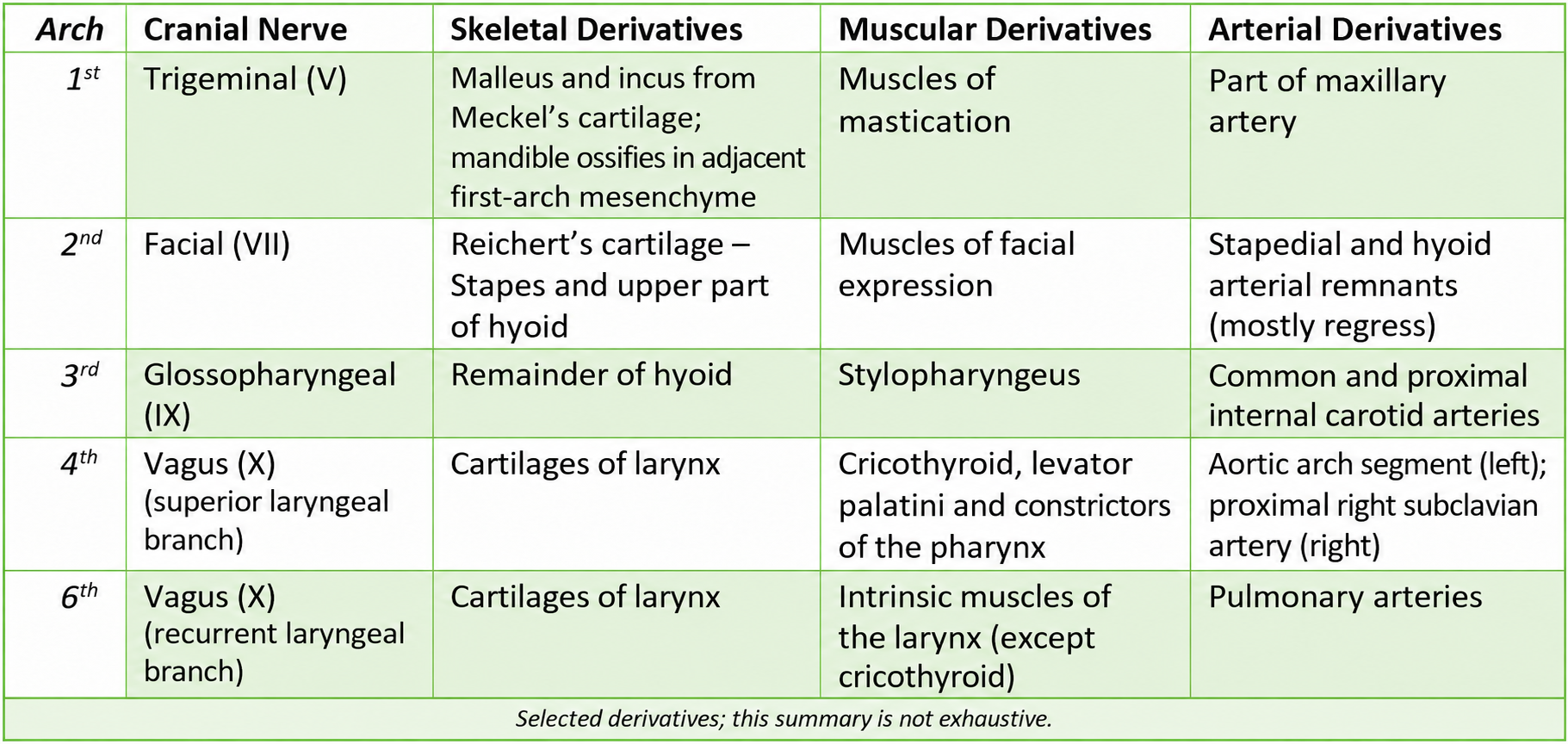 Summary of the Pharyngeal Arches SimpleMed Selected derivatives of pharyngeal arches 1, 2, 3, 4 and 6: associated cranial nerves, skeletal and muscular derivatives, and arterial contributions.