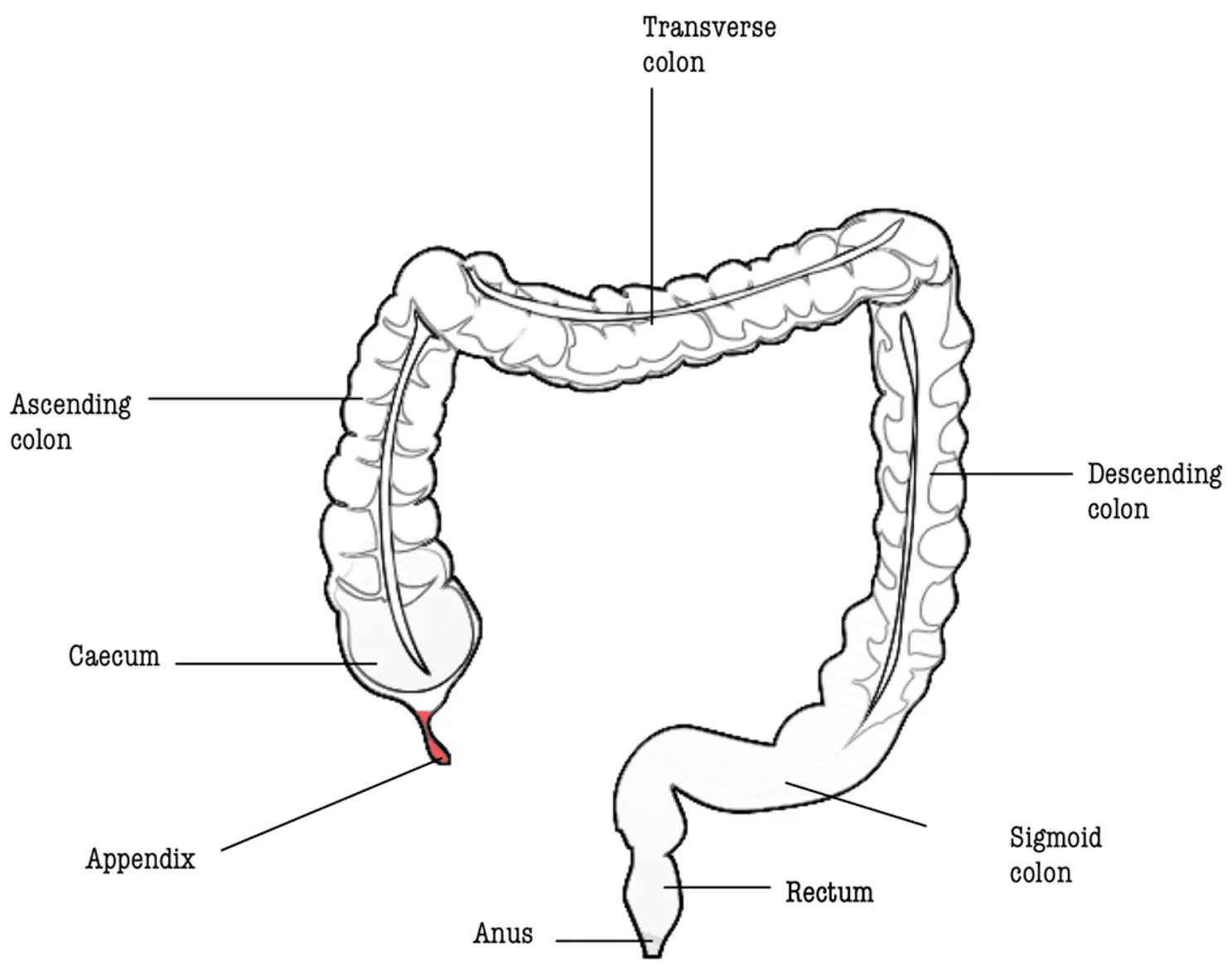 Anatomy of the Large Intestine SimpleMed