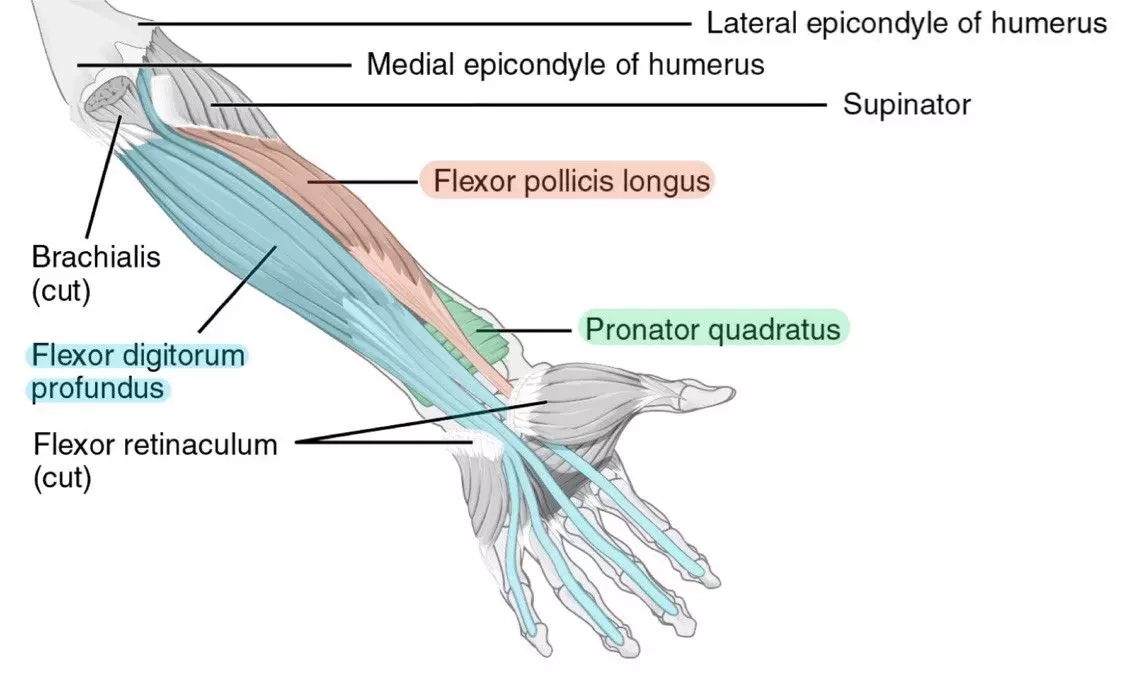 Anterior Deep Muscles of the Forearm Labelled Diagram SimpleMed