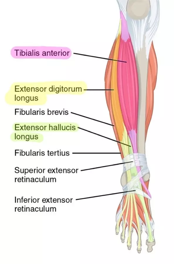 Anterior compartment muscles of right lower leg