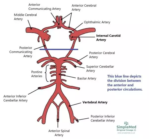 Arterial Supply to the Brain SimpleMed