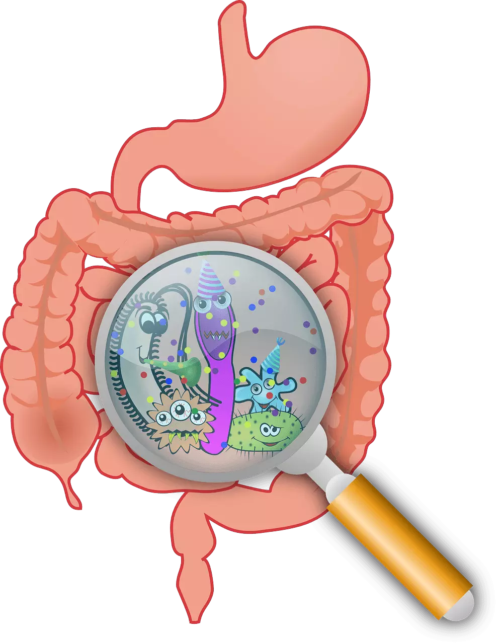 Bacteria in the Gastrointestinal Tract SimpleMed