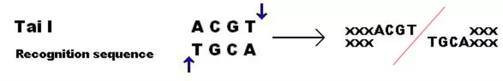 Tai I Restriction Enzyme SimpleMed