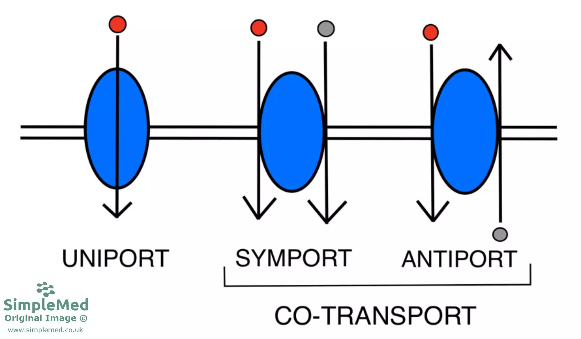 Type of Transporters Across The Cell Membrane SimpleMed