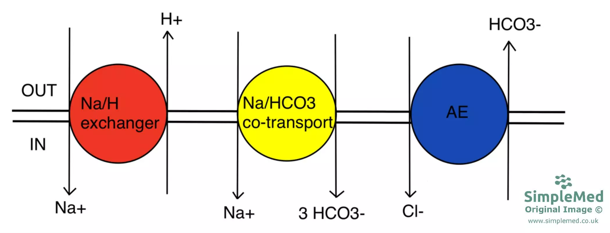 Transporters Involved in Cellular pH Regulation SimpleMed