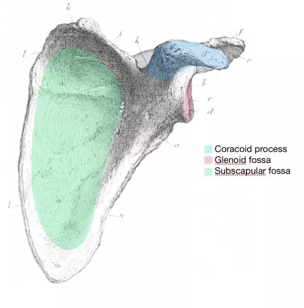 Anterior Scapula Labelled Diagram SimpleMed