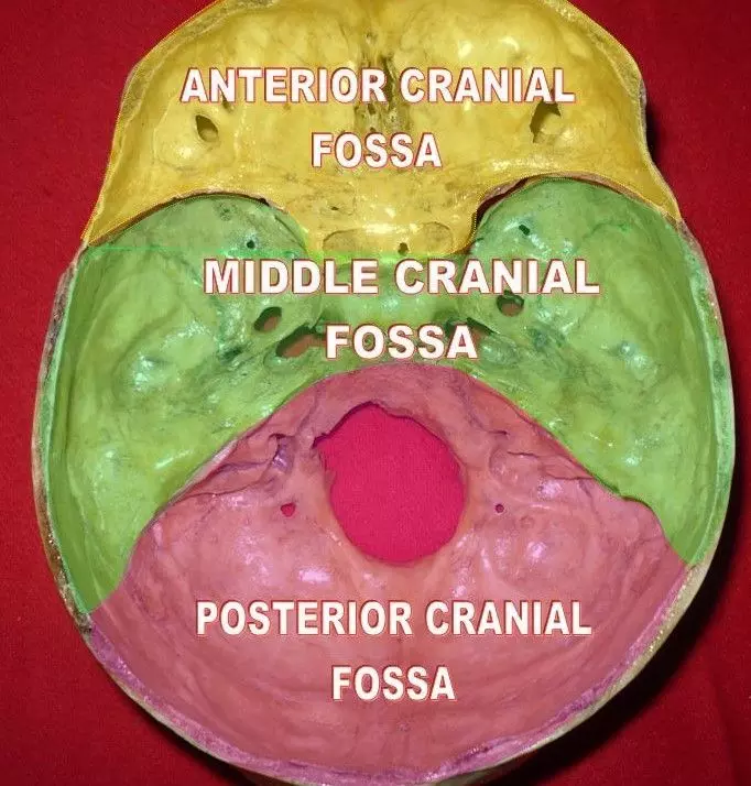 The Cranial Fossae SimpleMed