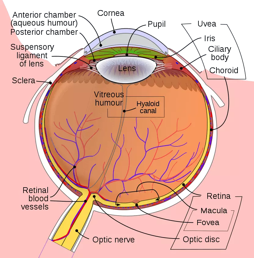 Diagram of the Human Eye SimpleMed