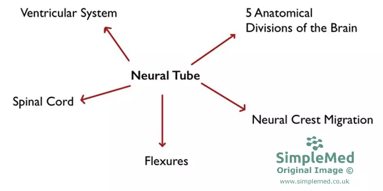 Divisions of the Central Nervous System SimpleMed