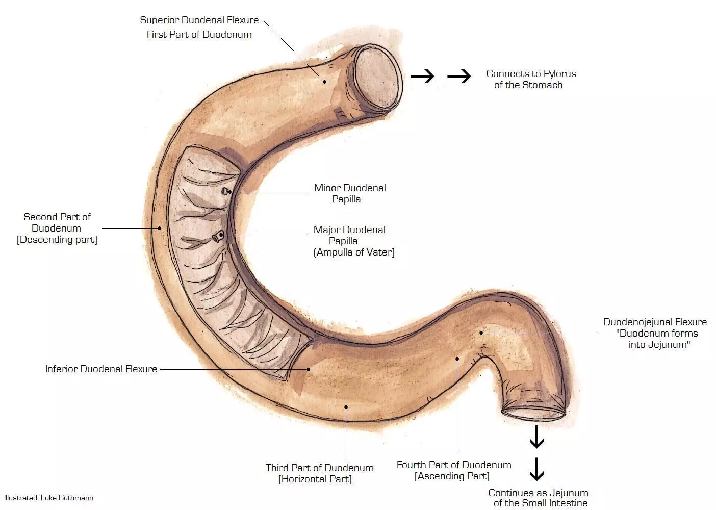 Duodenum Anatomy SimpleMed