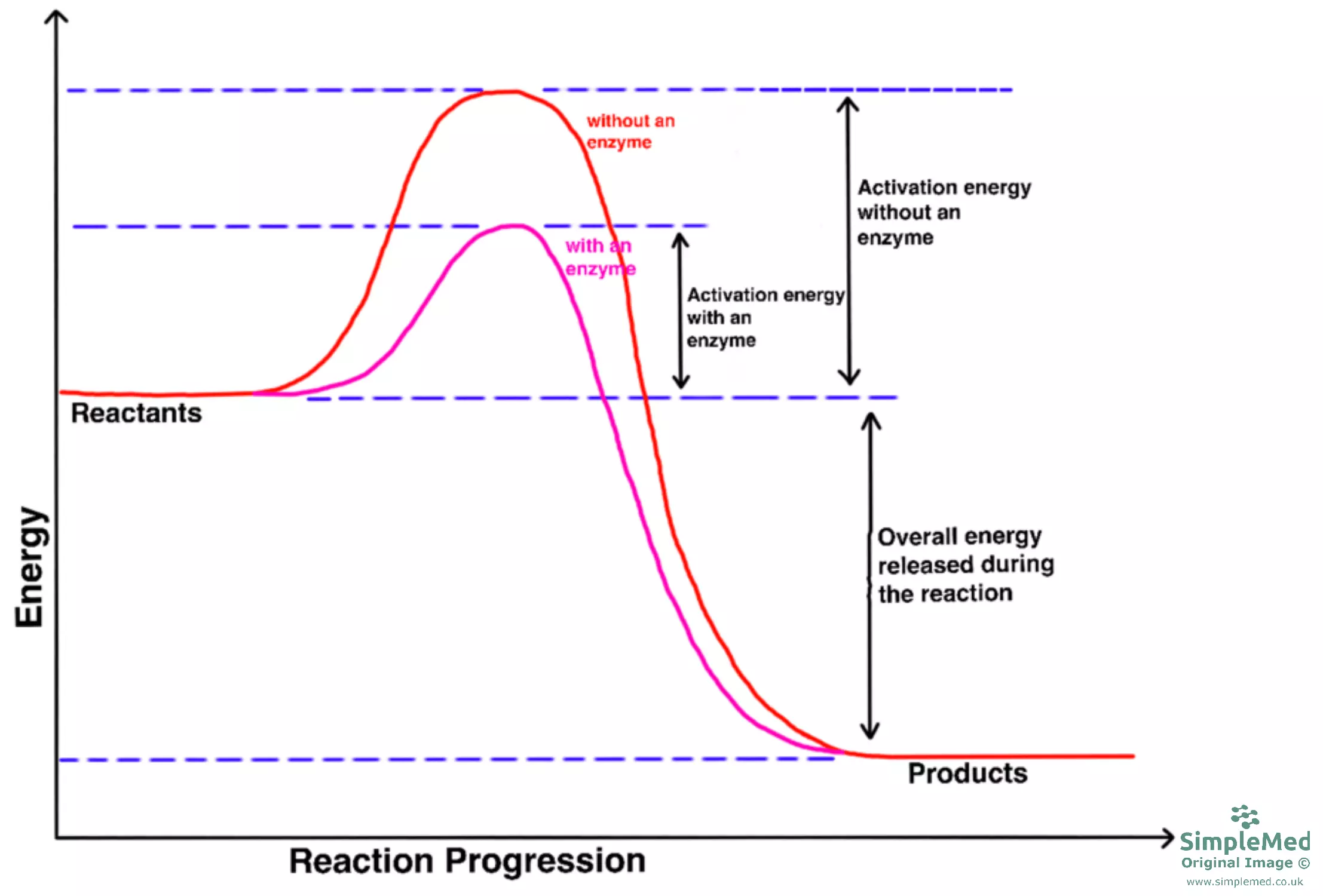Graph of Enzymes and Activation Energy SimpleMed