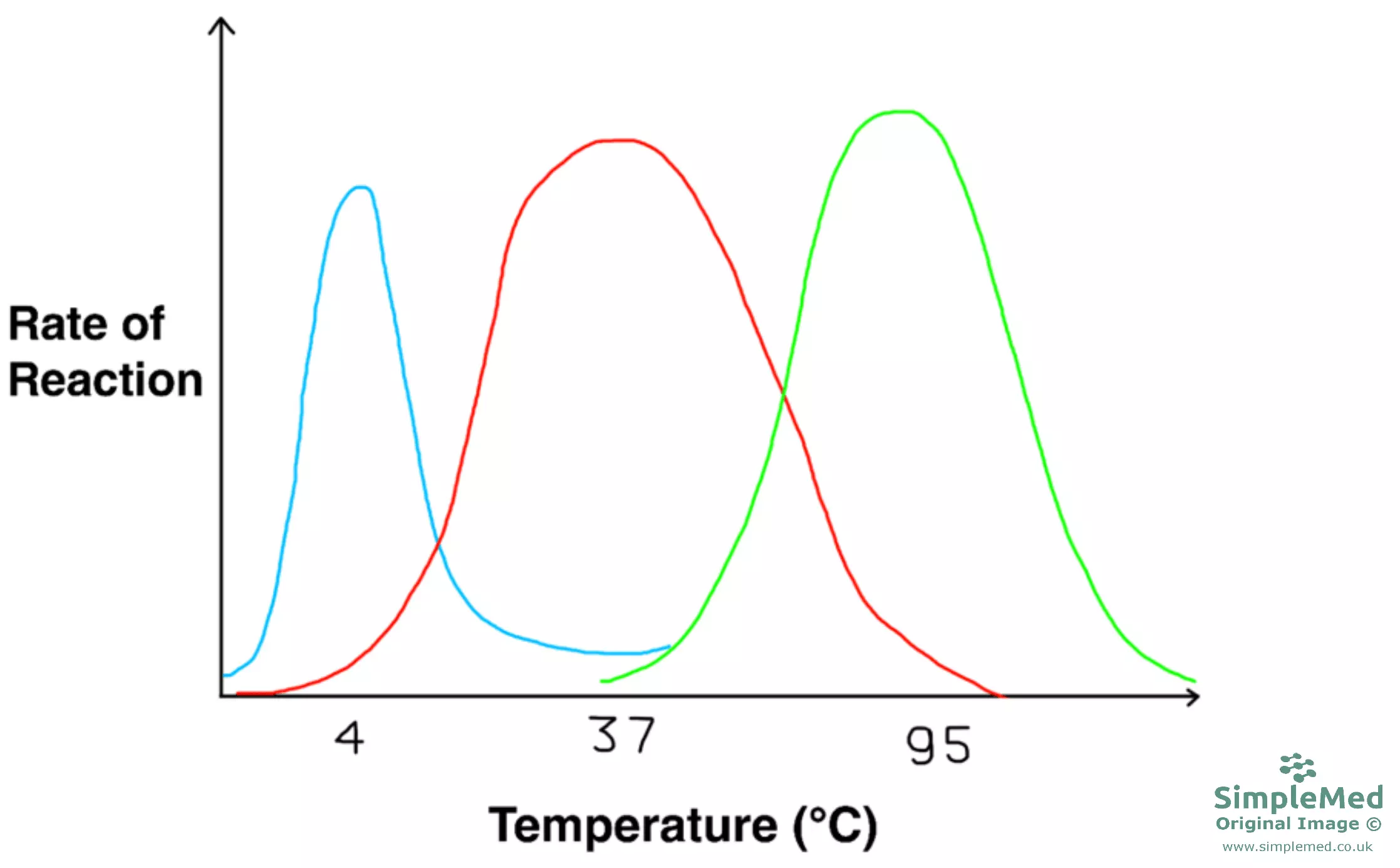 Graph of Different Enzyme Optimum Temperatures SimpleMed