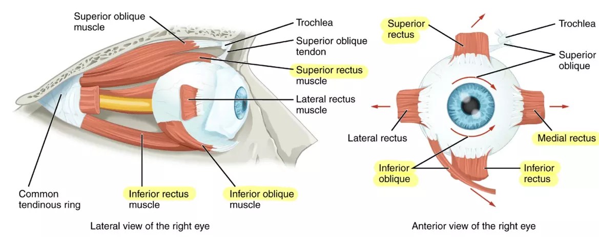 Oculomotor Nerve Muscles SimpleMed