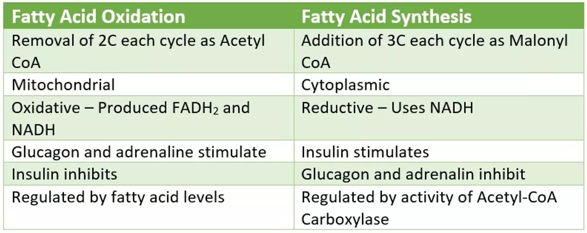 Fatty Acid Synthesis vs Oxidation SimpleMed