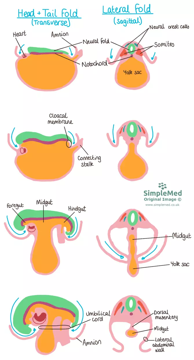 Folding of the Embryo SimpleMed