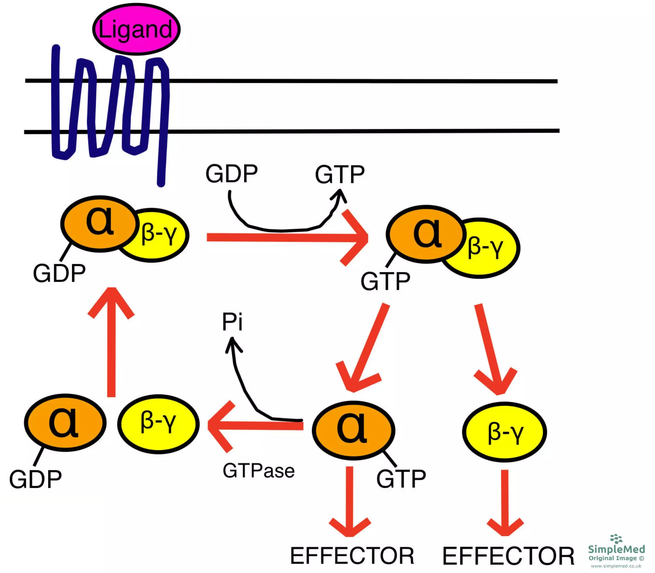 GPCR Activation SimpleMed