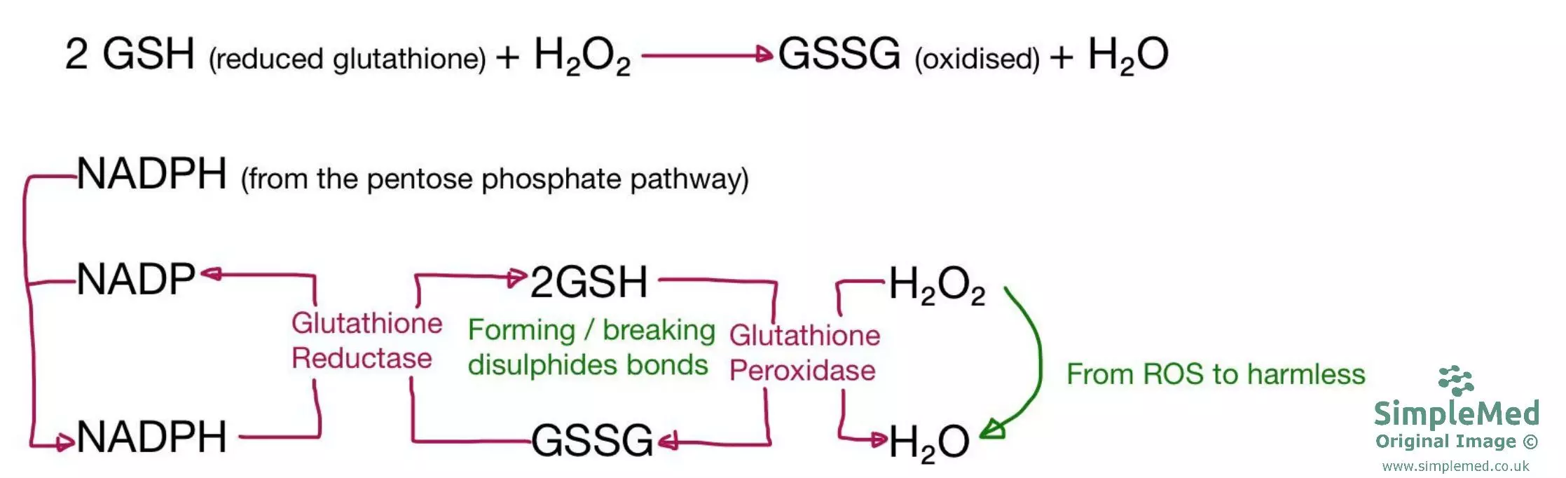 Glutathione Pathway Diagram SimpleMed