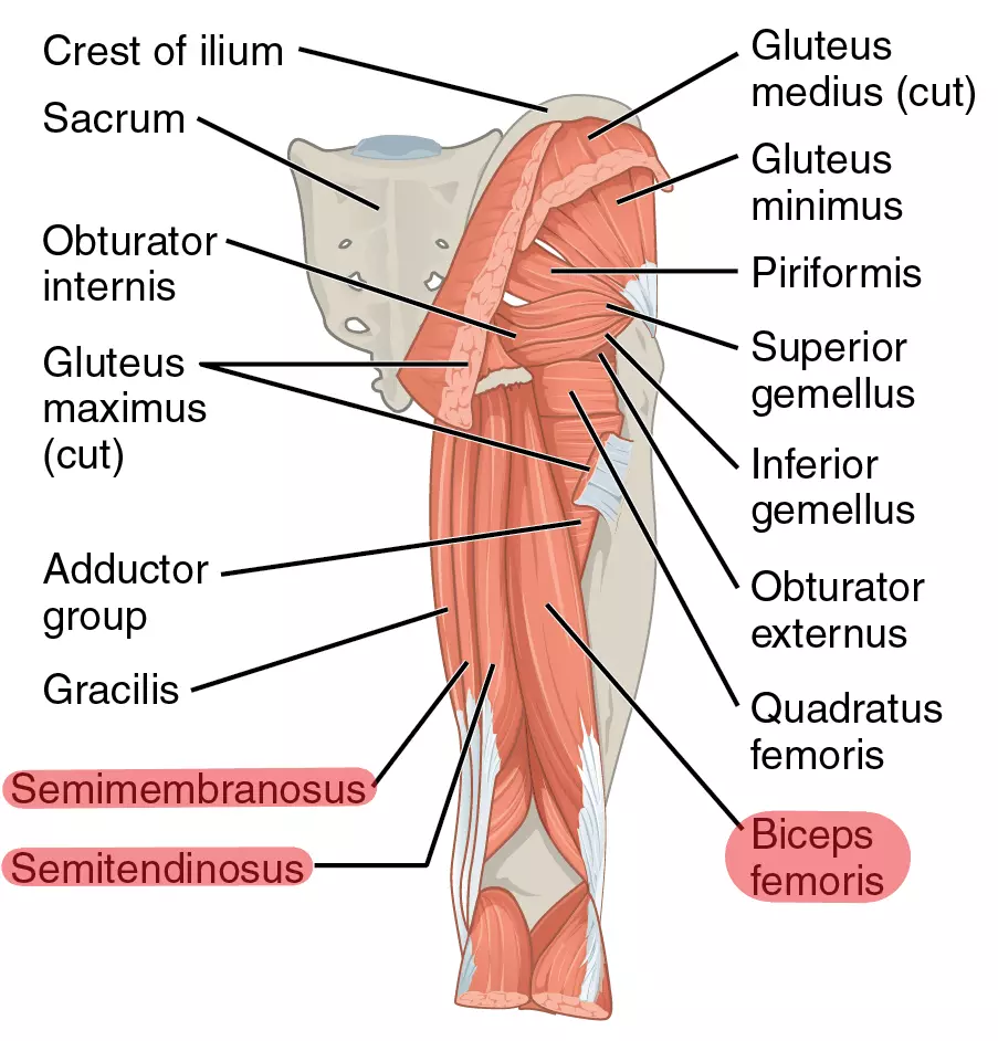 Hamstring Muscles SimpleMed