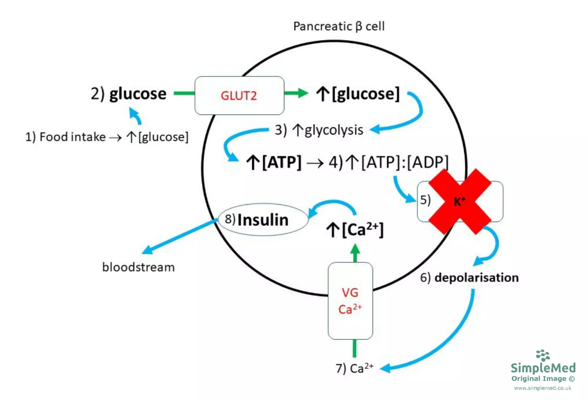 Insulin Release Diagram SimpleMed