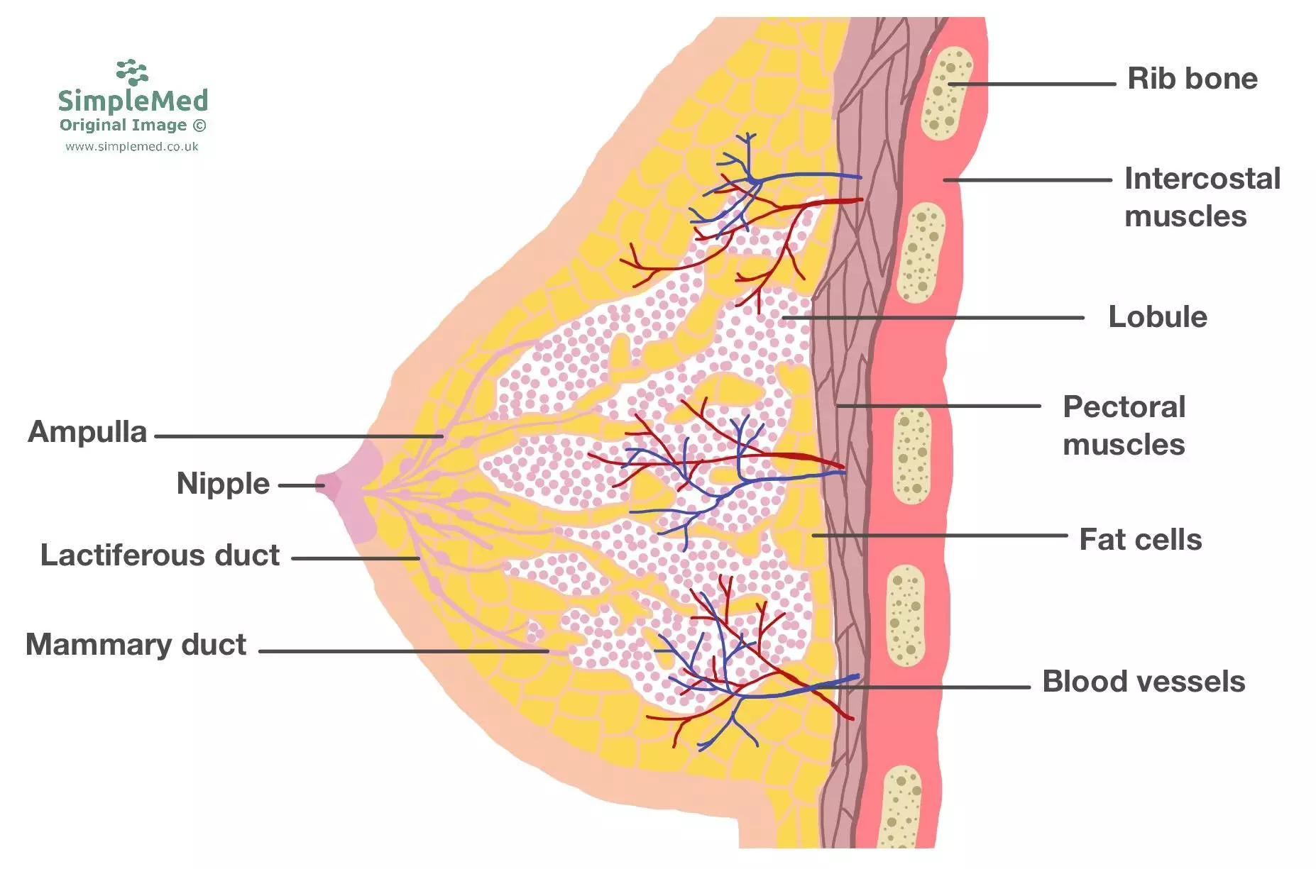 Structure of the Breast SimpleMed