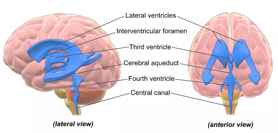 The Lie of the Ventricles in the Brain SimpleMed