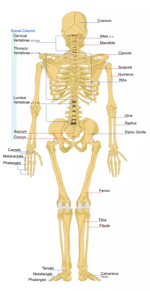 Human Skeleton with major bones labelled from behind SimpleMed