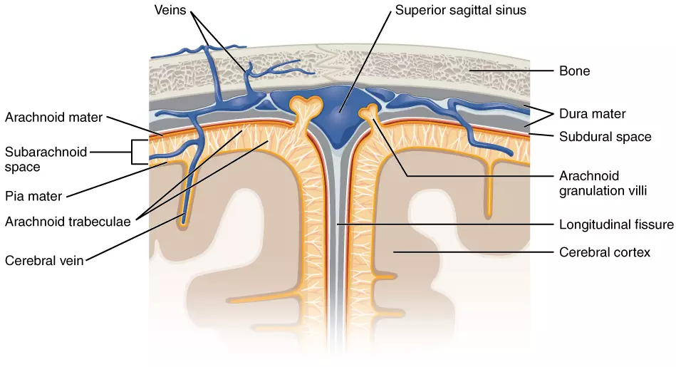 Meningeal Layers SimpleMed