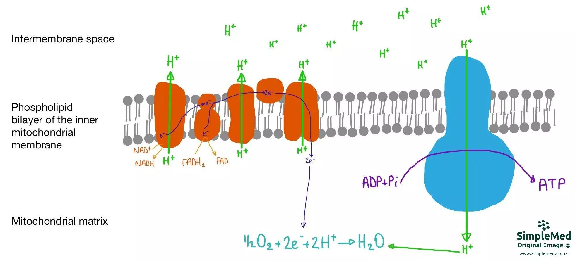 Oxidative Phosphorylation SimpleMed