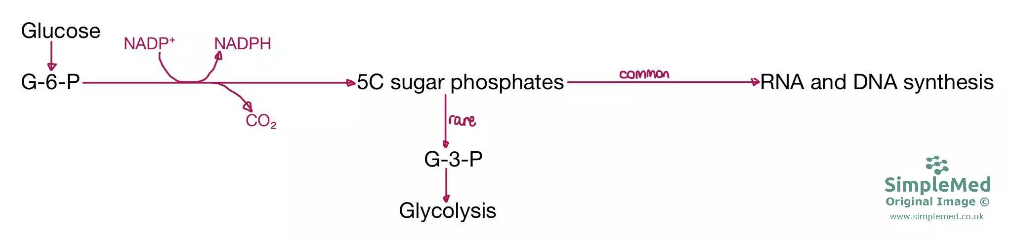 Pentose Phosphate Pathway SimpleMed