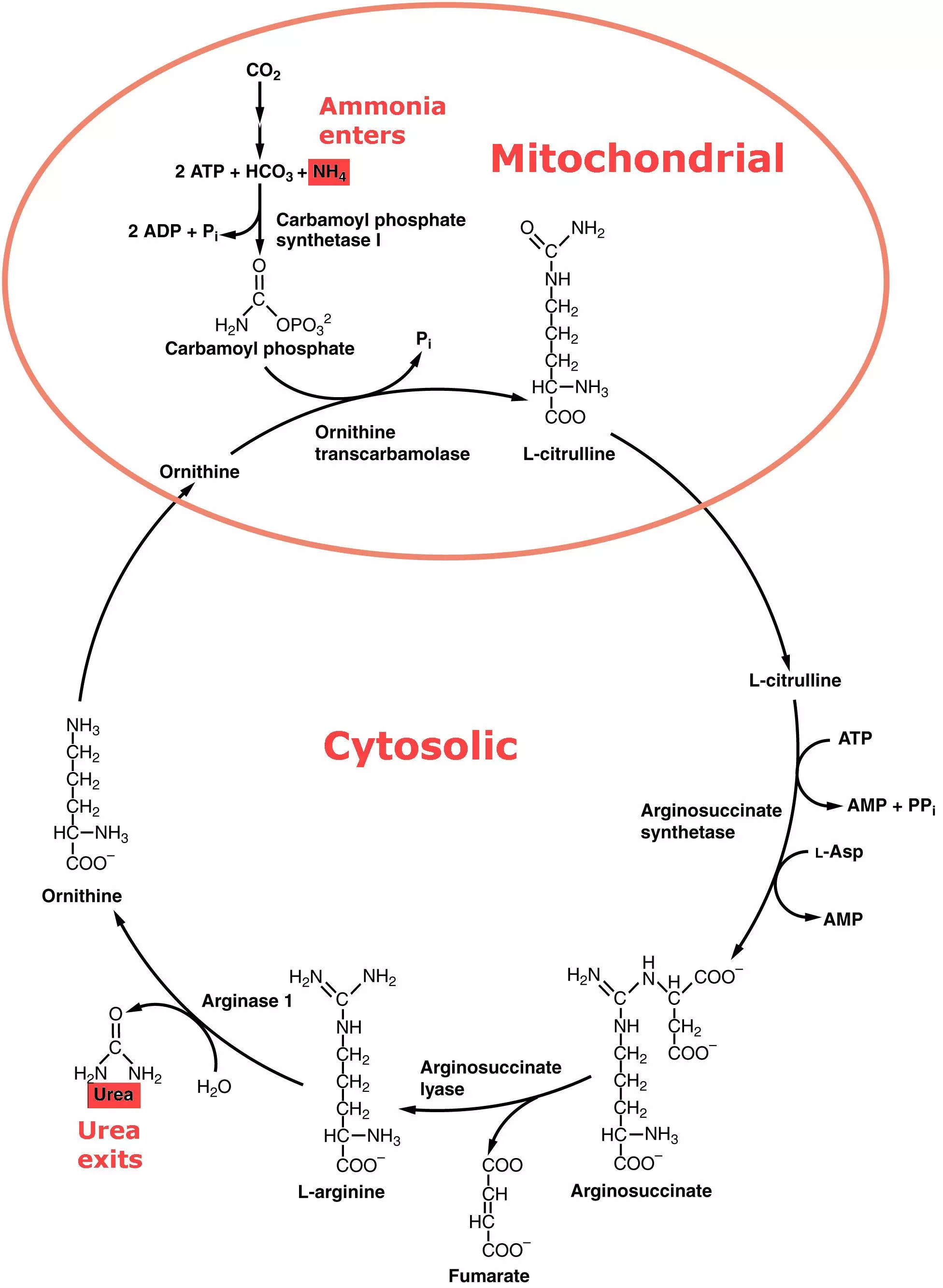 Urea Cycle SimpleMed