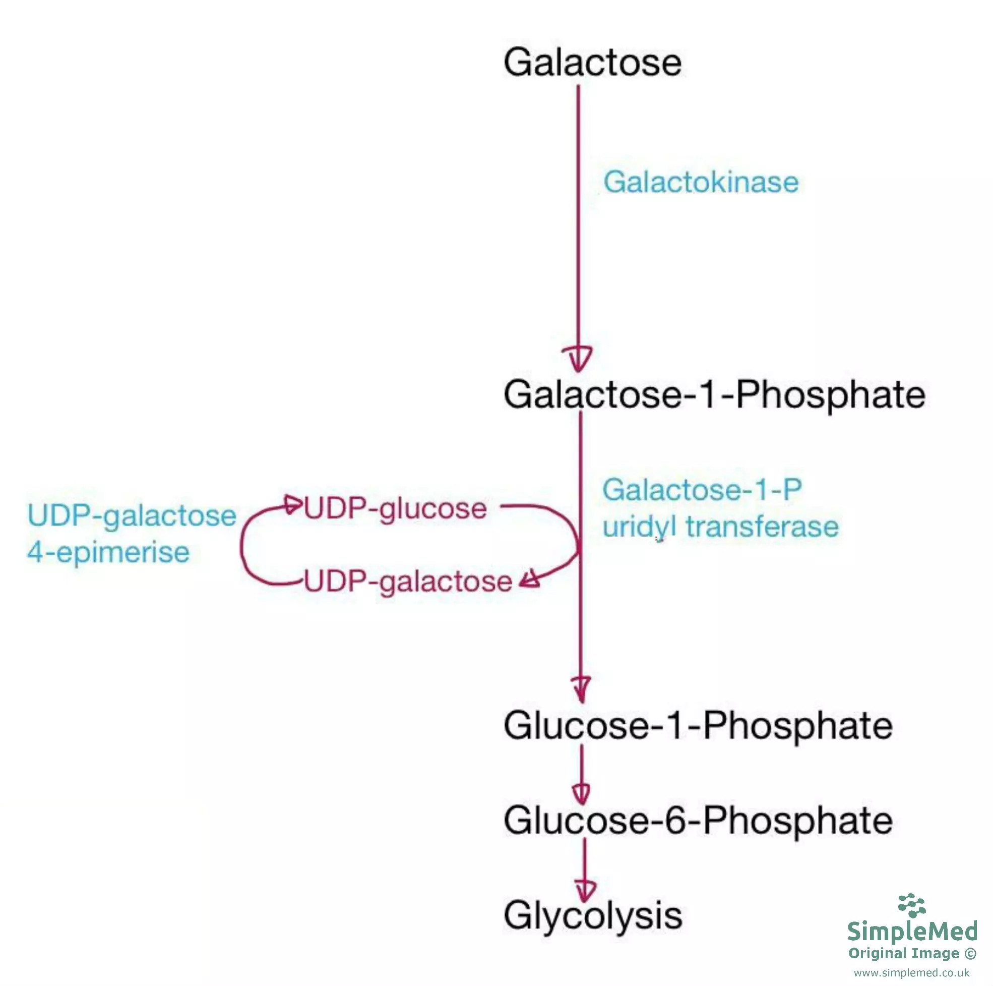 Metabolism of Galactose SimpleMed