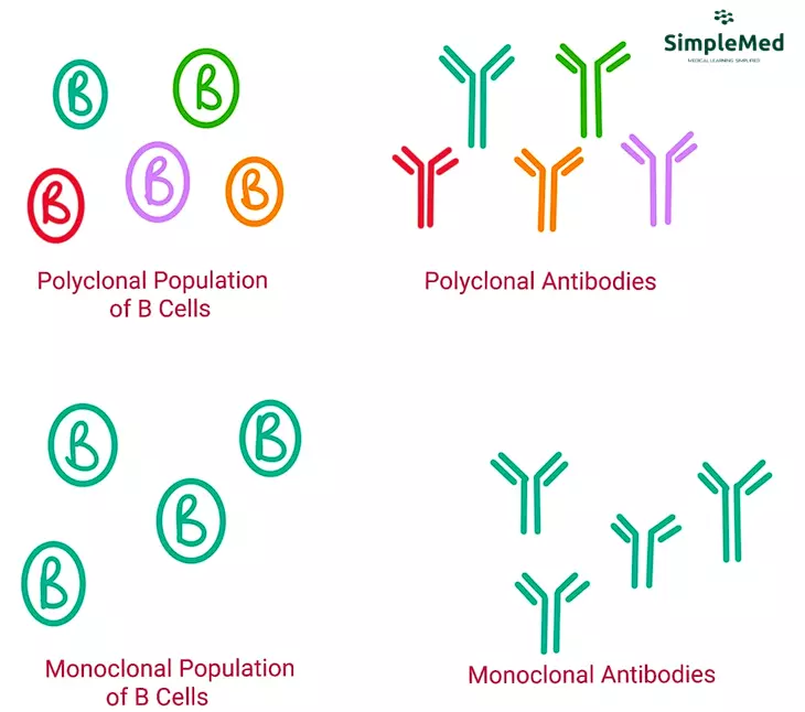 Monoclonal Antibodies SimpleMed Monoclonal Antibodies SimpleMed