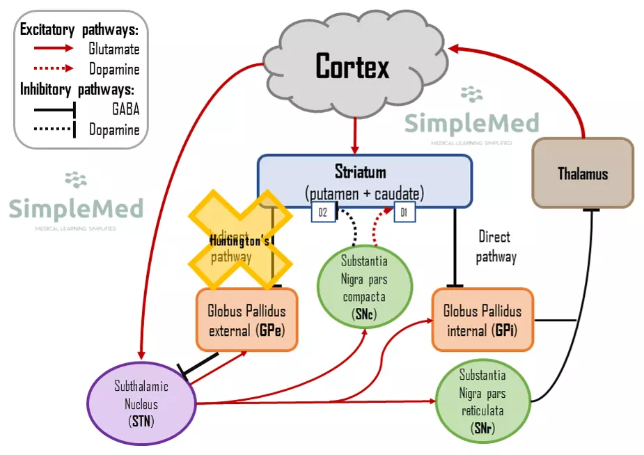 Motor Pathway in Huntington's Disease SimpleMed