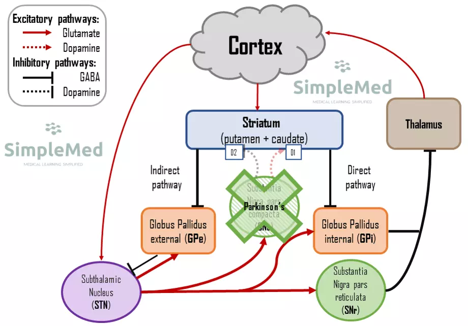 Motor Pathway in Parkinson's Disease SimpleMed
