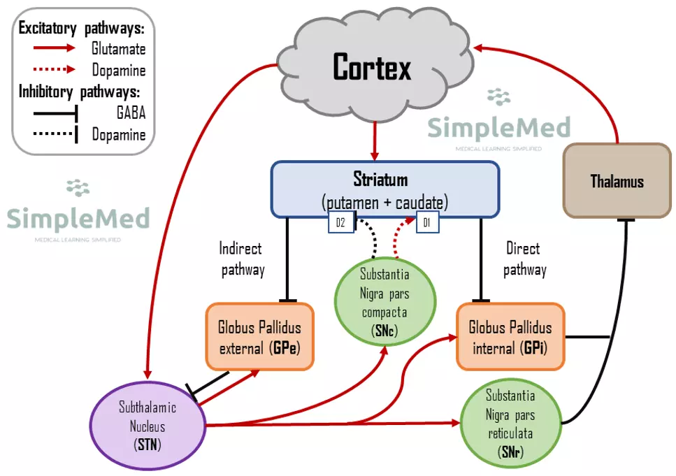 Motor Pathways in the Brain SimpleMed