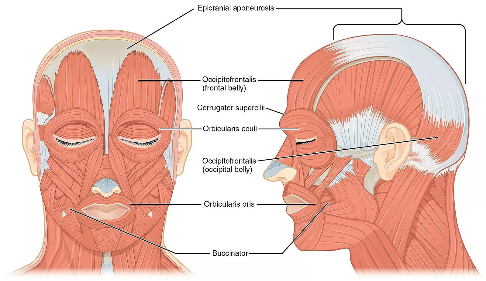 Muscles of Facial Expression SimpleMed