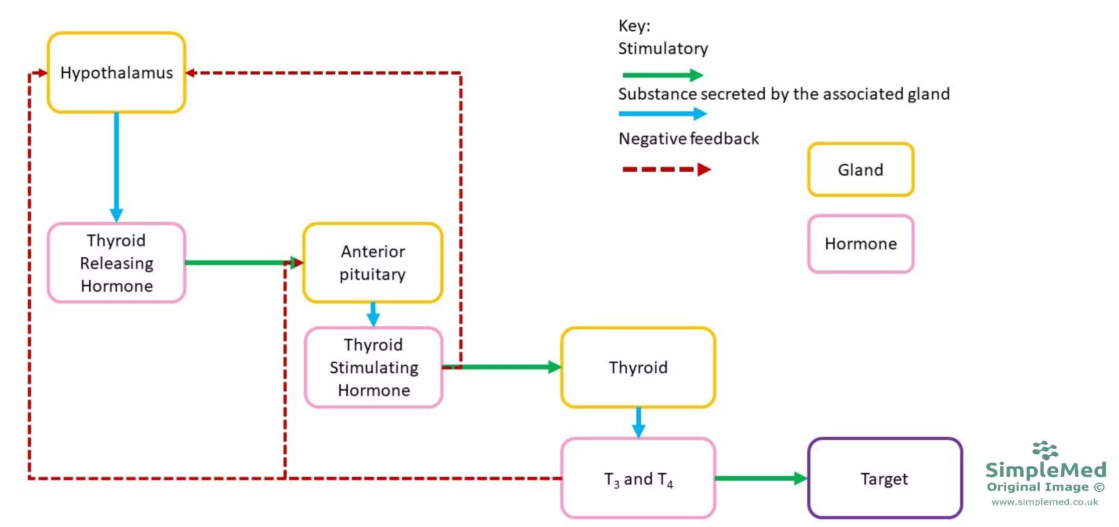 Negative feed back loop on thyroid hormone axis SimpleMed