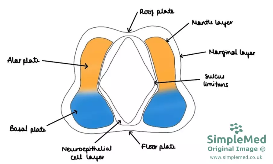 Neural Plate Cross-section SimpleMed