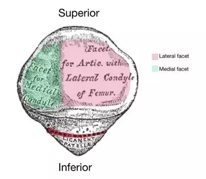 Patella Diagram Labelled SimpleMed