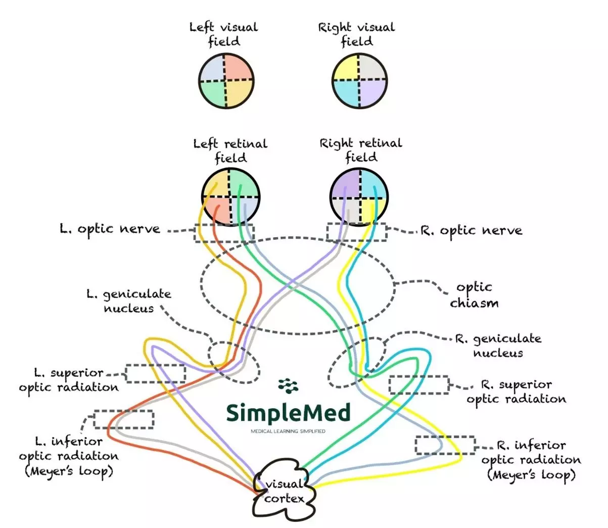 Pathway of the Visual System SimpleMed