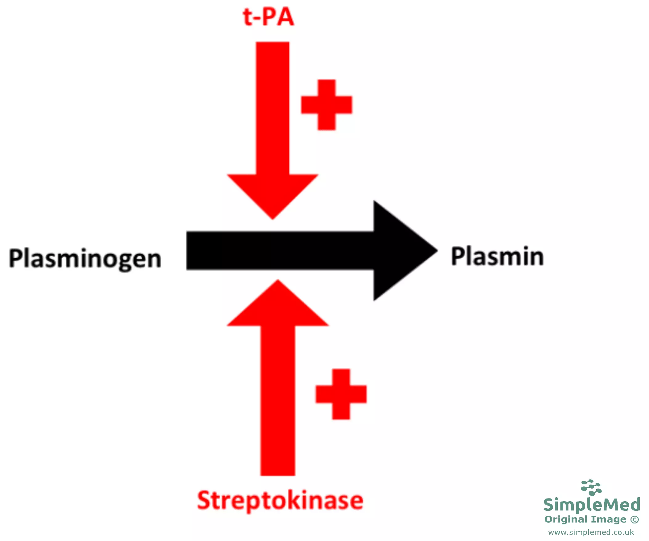 Plasminogen to Plasmin Diagram SimpleMed