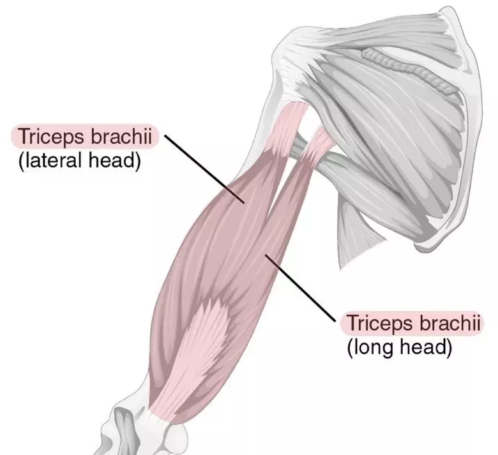 Posterior Muscles of the Upper Arm Labelled Diagram SimpleMed