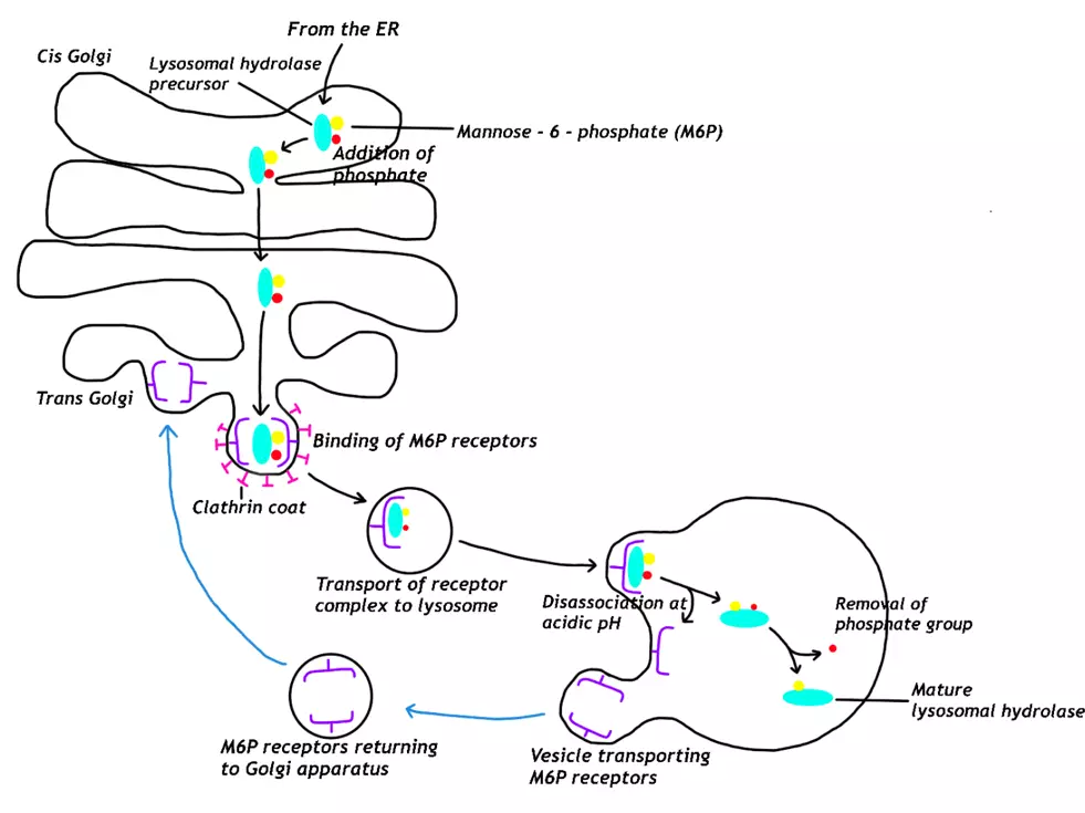 Protein Targeted for Lysosomes Diagram SimpleMed