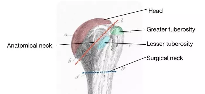 Posterior Humerus Labelled Diagram SimpleMed